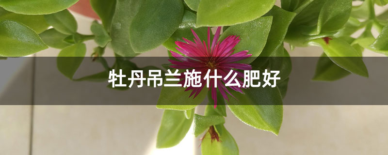 牡丹吊兰施什么肥好 牡丹吊兰施什么肥好