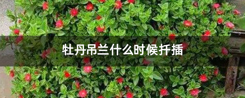 牡丹吊兰什么时候扦插