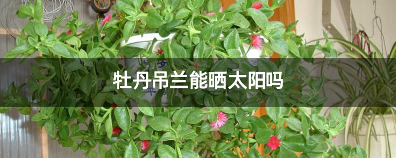 牡丹吊兰能晒太阳吗