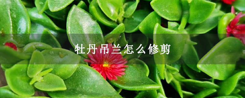 牡丹吊兰怎么修剪