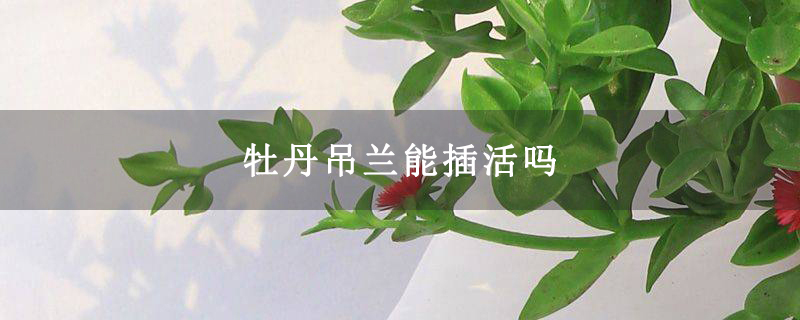 牡丹吊兰能插活吗
