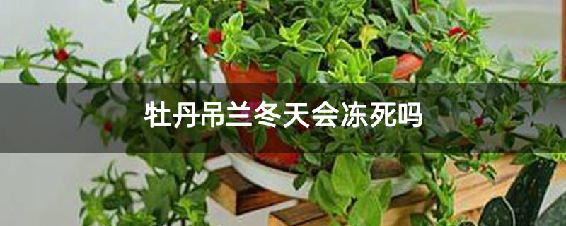牡丹吊兰冬天会冻死吗