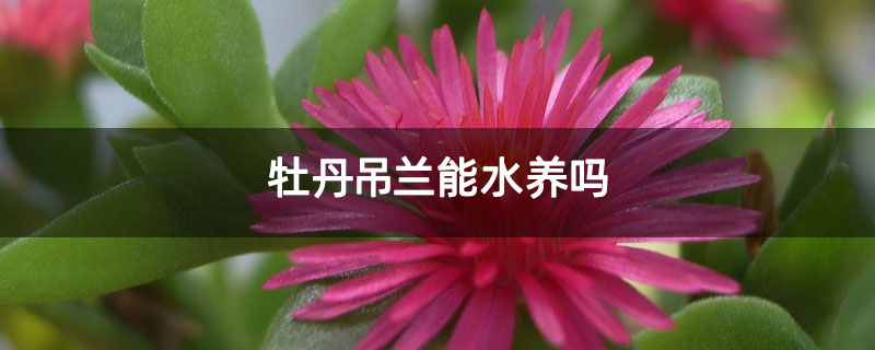 牡丹吊兰能水养吗