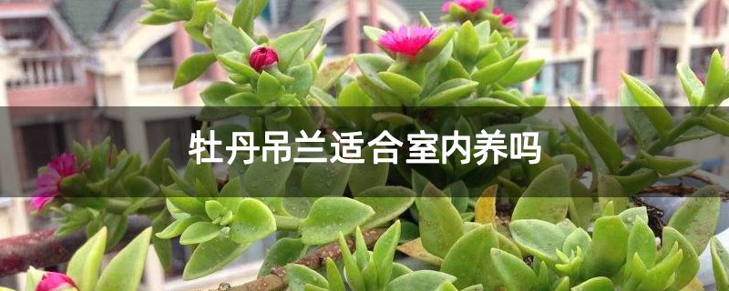 牡丹吊兰适合室内养吗