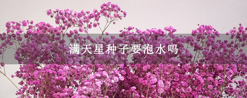 满天星种子要泡水吗