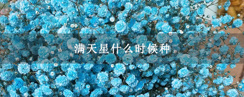 满天星什么时候种