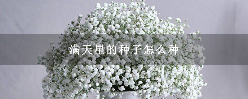 满天星的种子怎么种