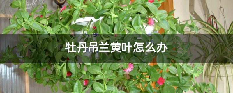 牡丹吊兰黄叶怎么办