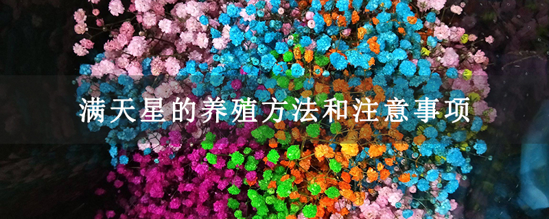 满天星的养殖方法和注意事项