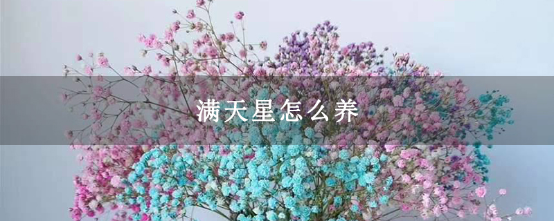 满天星怎么养