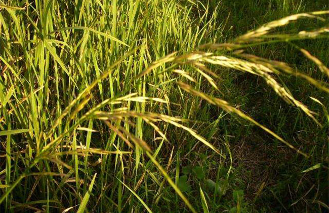 菰米的种植前景分析