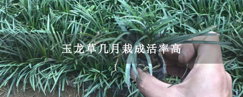 玉龙草几月栽成活率高