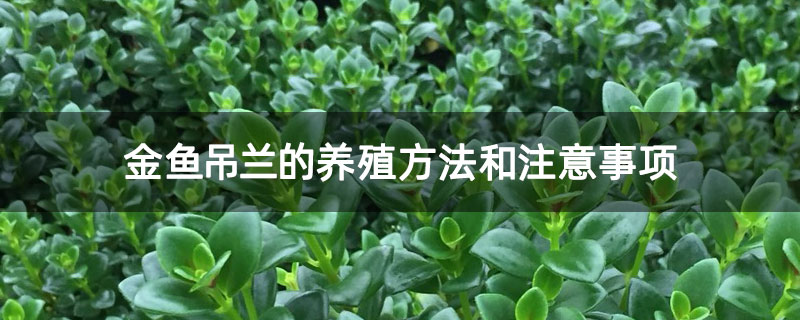 金鱼吊兰的养殖方法和注意事项 金鱼吊兰的养殖方法和注意事项