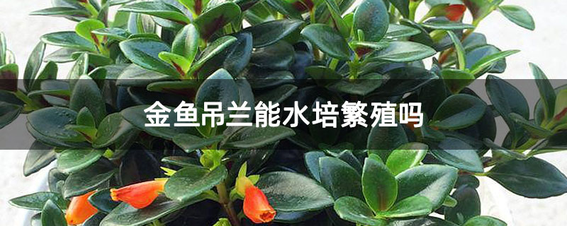 金鱼吊兰能水培繁殖吗
