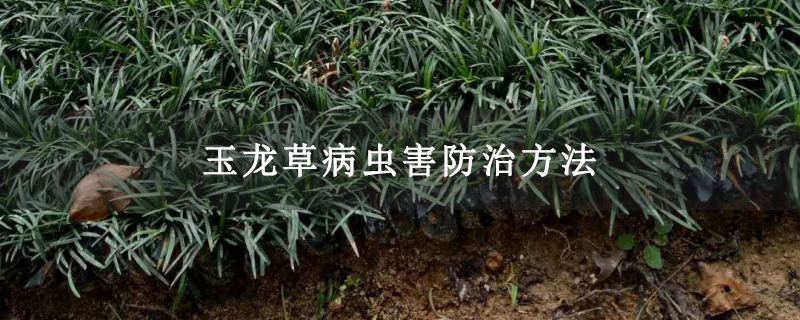 玉龙草病虫害防治方法