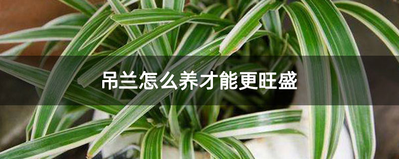 吊兰怎么养才能更旺盛 吊兰怎么养才能更旺盛