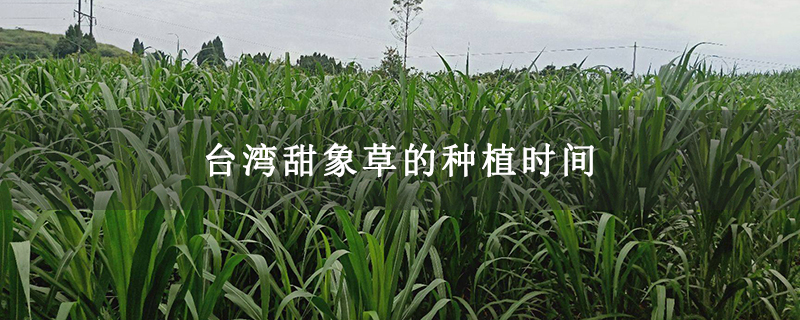 台湾甜象草的种植时间
