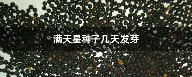 满天星种子几天发芽