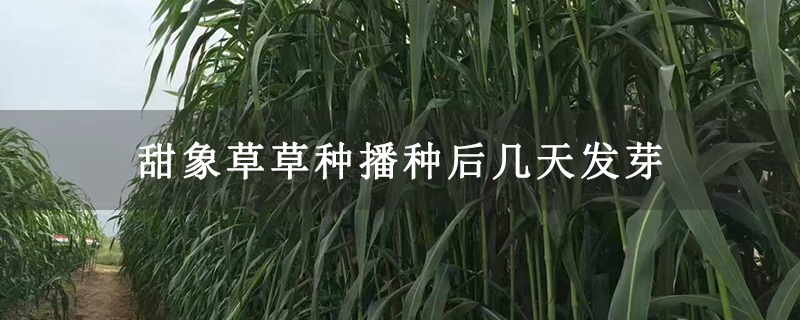 甜象草草种播种后几天发芽
