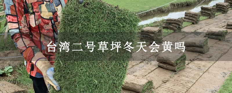 台湾二号草坪冬天会黄吗