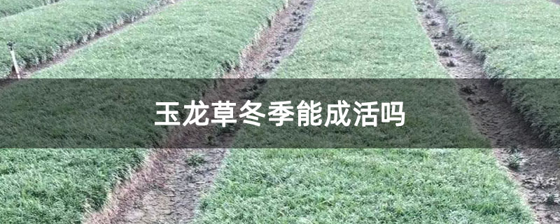 玉龙草冬季能成活吗