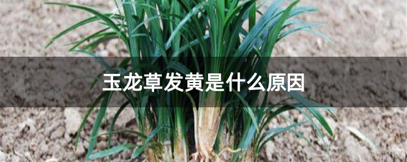 玉龙草发黄是什么原因