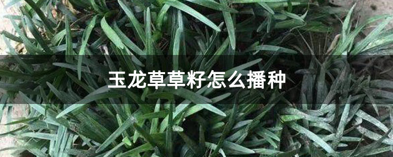 玉龙草草籽怎么播种