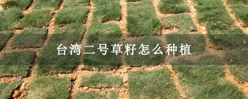 台湾二号草籽怎么种植