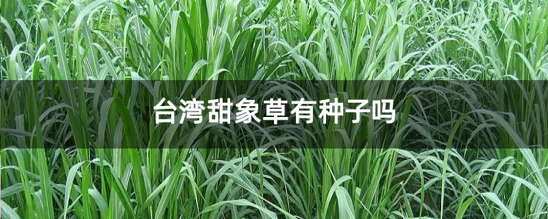 台湾甜象草有种子吗 台湾甜象草有种子吗