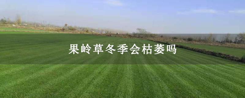 果岭草冬季会枯萎吗