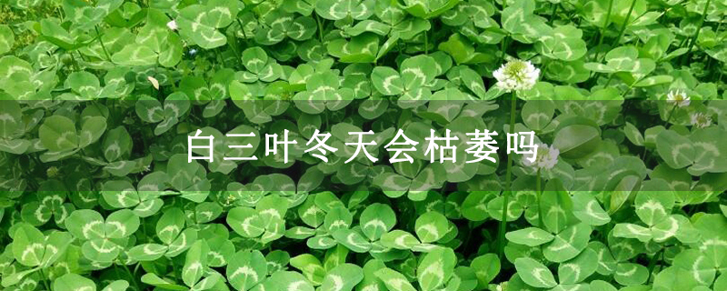 白三叶冬天会枯萎吗
