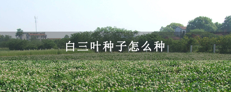白三叶种子怎么种