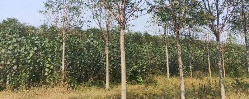 1公分臭椿苗价格多少钱一棵