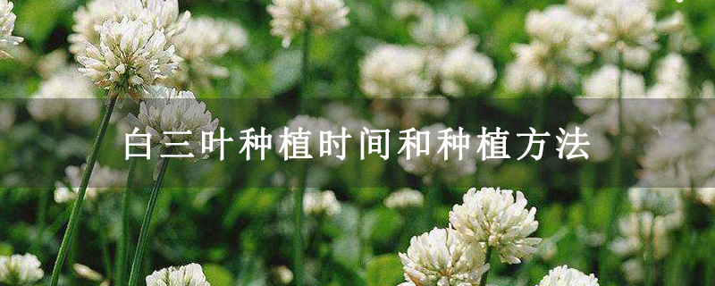 白三叶种植时间和种植方法