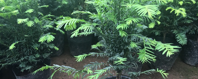 3公分红豆杉苗价格多少钱一棵