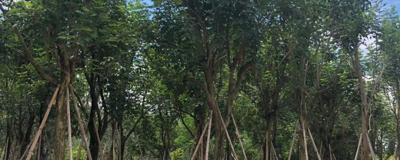 18公分黄花风铃木价格多少钱一棵