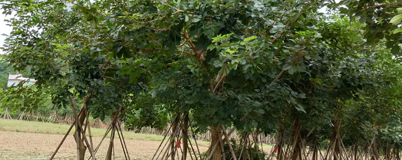 14公分黄花风铃木多少钱一棵