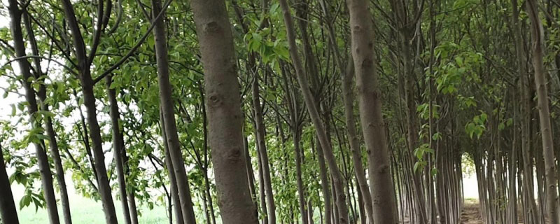 6公分紫叶稠李多少钱一棵