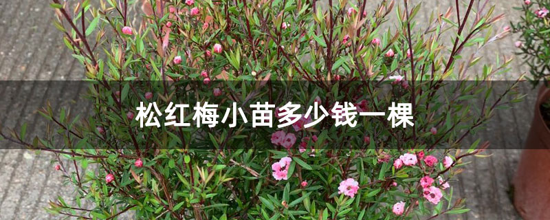 松红梅小苗多少钱一棵