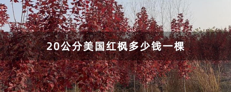 20公分美国红枫多少钱一棵