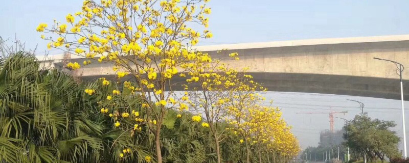 10公分黄花风铃木价格多少钱一棵