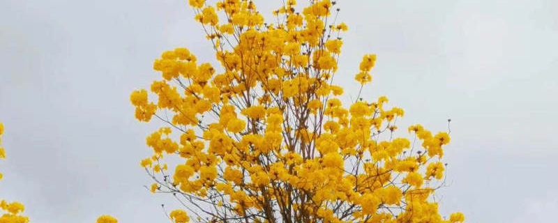 黄花风铃木开花