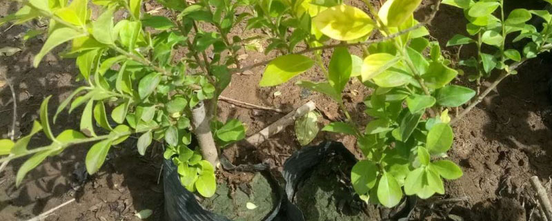 2米金叶女贞球价格多少钱一棵