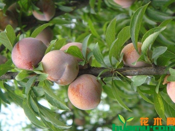 红心李树苗价格多少钱一棵？红心李一般几月份成熟上市？