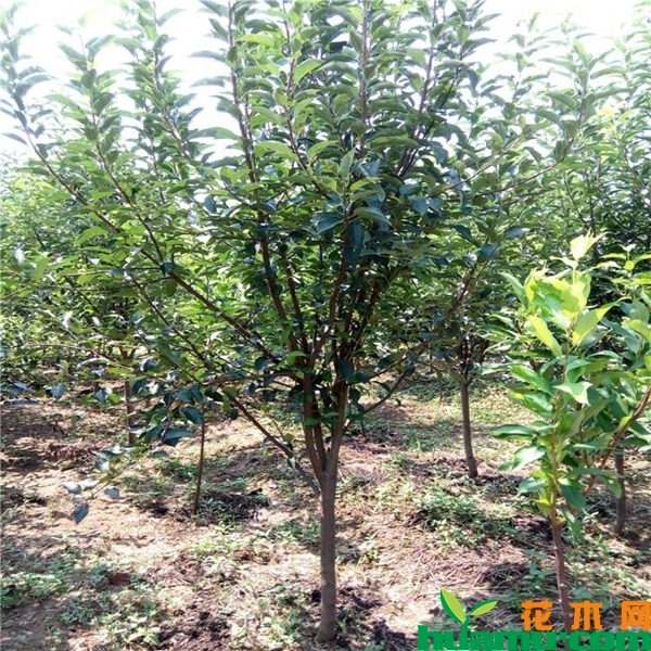 红心李树苗