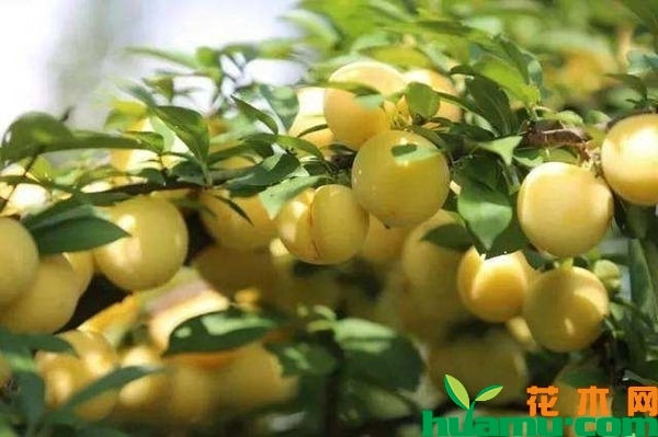 黄香槟李多少钱一棵？李树一般什么时间种植？