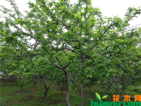 黄香槟李