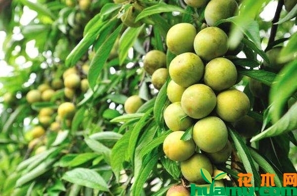酥李树苗多少钱一棵？李树什么品种最好？