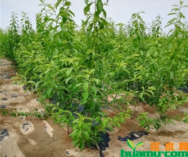酥李树苗