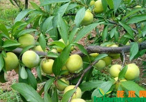 蜂糖李树苗多少钱一棵？蜂糖李树苗种植前景怎么样？